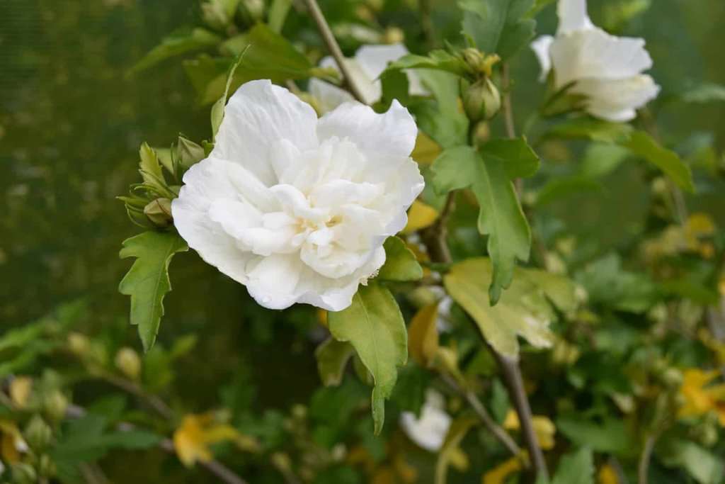 Hibiscus syriacus White Chiffon 100-125 cm